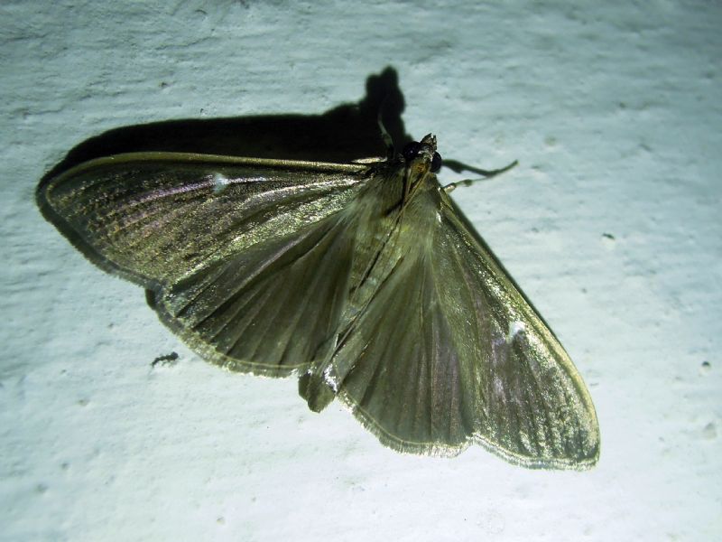 Cydalima perspectalis, dark morph